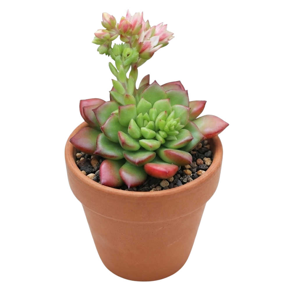 Sedeveria 'Letizia' in a clay pot, green succulents, indoor succulents, succulent care guide, buy succulents online