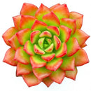 Close-up of a Sedeveria 'Letizia', green succulents, indoor succulents, succulent care guide, buy succulents online