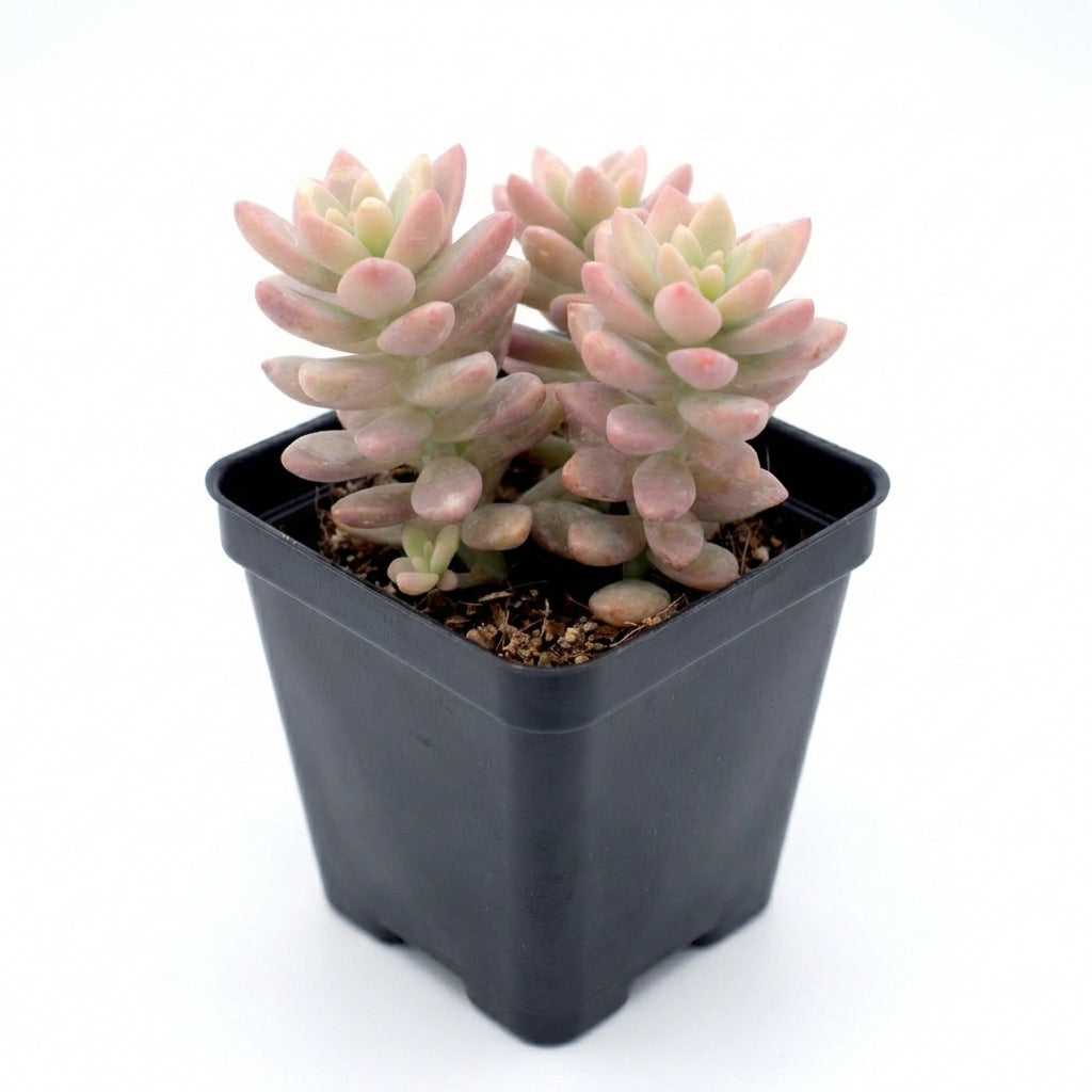 2 inch Sedeveria 'Pink Granite', green succulents, indoor succulents, succulent care guide, buy succulents online