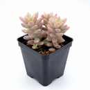 Sedeveria 'Pink Granite' in a clay pot, green succulents, indoor succulents, succulent care guide, buy succulents online