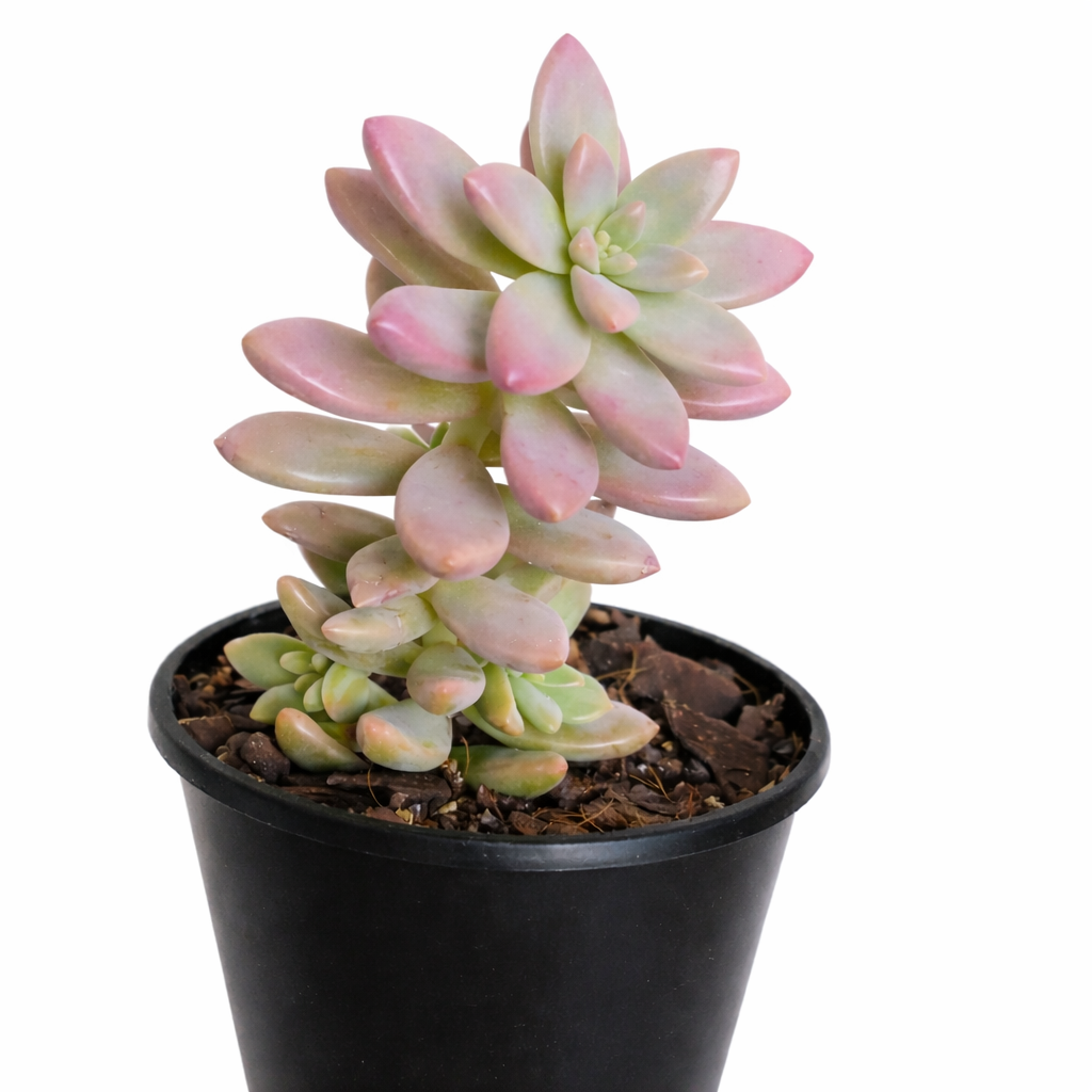 Sedeveria 'Pink Granite', green succulents, indoor succulents, succulent care guide, buy succulents online