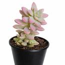 Sedeveria 'Pink Granite' in a clay pot, green succulents, indoor succulents, succulent care guide, buy succulents online