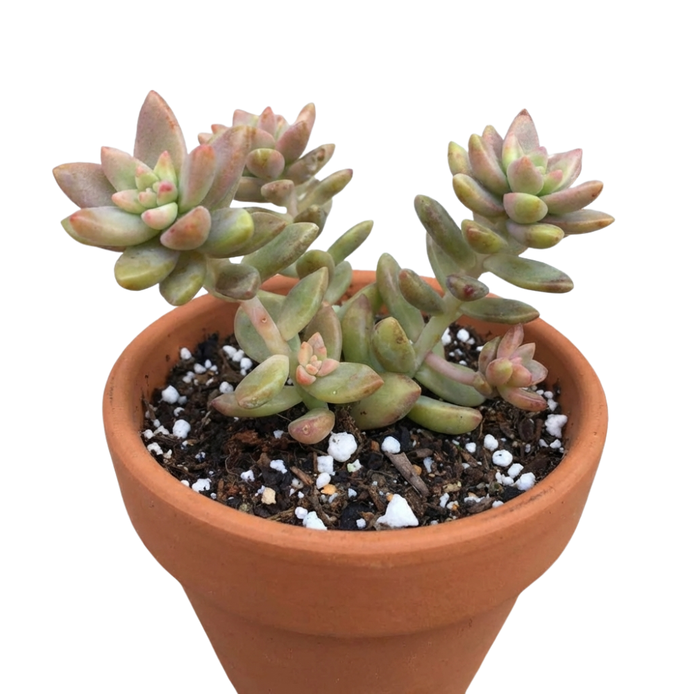 Sedeveria 'Pink Granite' in a clay pot, green succulents, indoor succulents, succulent care guide, buy succulents online