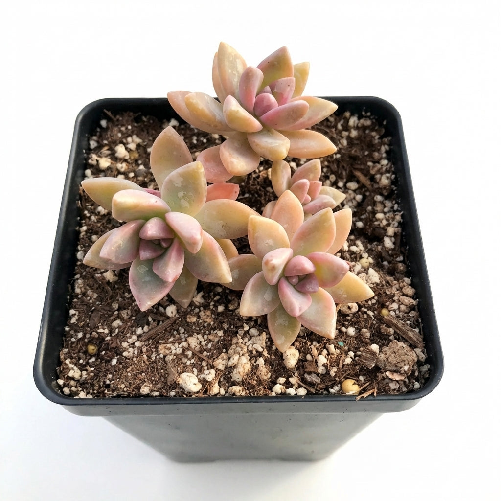 Small potted Sedeveria 'Pink Granite', green succulents, indoor succulents, succulent care guide, buy succulents online
