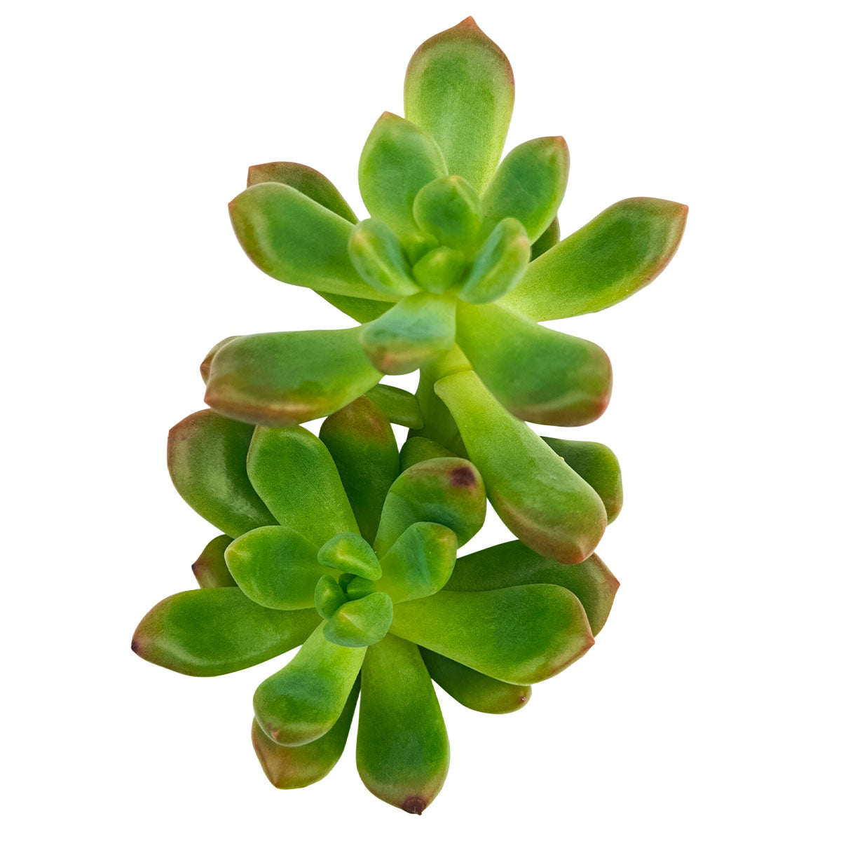 2 inch Sedeveria 'Sorrento', green succulents, indoor succulents, succulent care guide, buy succulents online