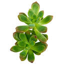 2 inch Sedeveria 'Sorrento', green succulents, indoor succulents, succulent care guide, buy succulents online