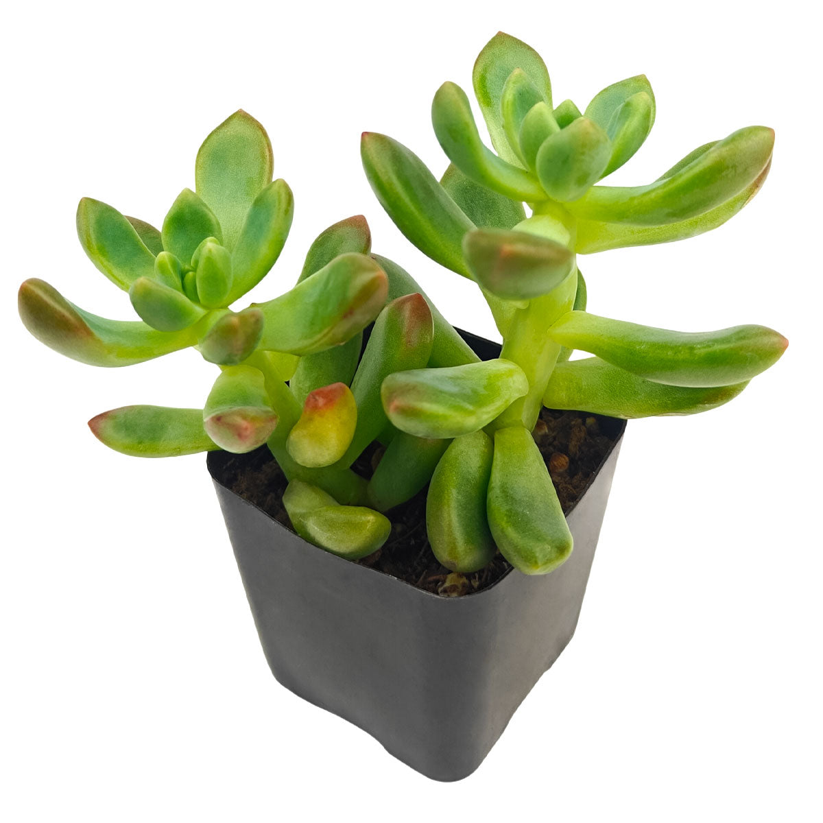 2 inch Sedeveria 'Sorrento', green succulents, indoor succulents, succulent care guide, buy succulents online