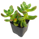 2 inch Sedeveria 'Sorrento', green succulents, indoor succulents, succulent care guide, buy succulents online
