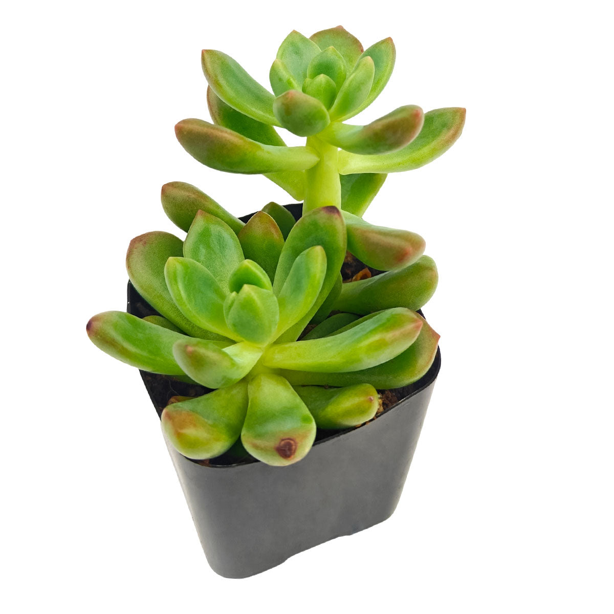2 inch Sedeveria 'Sorrento', green succulents, indoor succulents, succulent care guide, buy succulents online