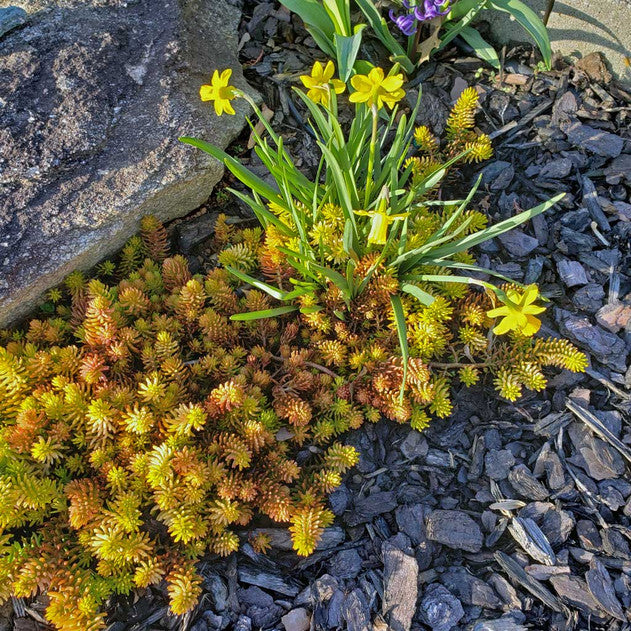 buy Sedum reflexum 'Angelina' live succulent 2 inch online, bright golden-yellow needle-like foliage with red tips in sun, trailing ground-hugging growth habit, drought-resistant and easy-care succulent, thrives in full sun to partial shade, ideal vibrant rock garden spiller, perfect succulent gift for gardeners