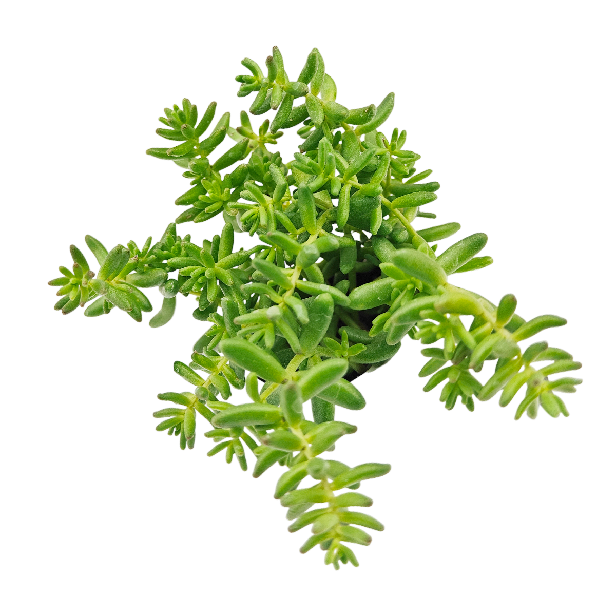 buy sedum album 'coral carpet' live succulent 2 inch online, dense mat-forming growth habit, tiny bead-like green to coral-red leaves, vivid seasonal color change, drought tolerant and frost hardy, ideal for rock garden or patio display, perfect low-maintenance gift for garden lovers