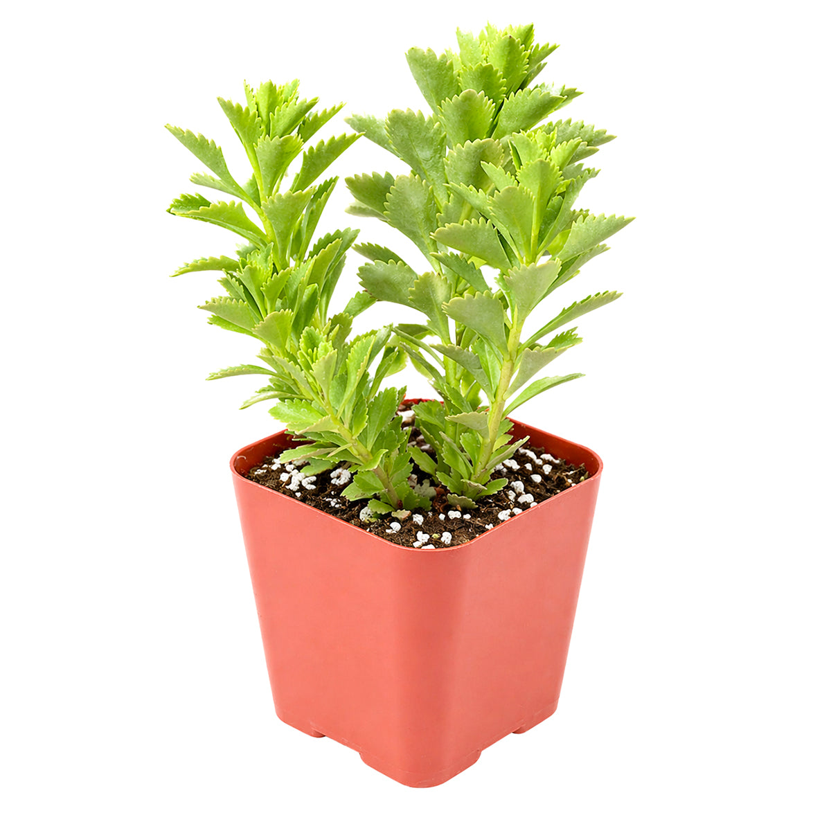 buy sedum ellacombianum live succulent 2 inch online, compact clumping form, glossy bright green scalloped leaves, thick fleshy succulent foliage, drought tolerant and frost hardy, cheerful yellow star-shaped blooms, perfect for rock garden or sunny windowsill display, ideal low-maintenance gift for plant lovers