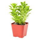 buy sedum ellacombianum live succulent 2 inch online, compact clumping form, glossy bright green scalloped leaves, thick fleshy succulent foliage, drought tolerant and frost hardy, cheerful yellow star-shaped blooms, perfect for rock garden or sunny windowsill display, ideal low-maintenance gift for plant lovers