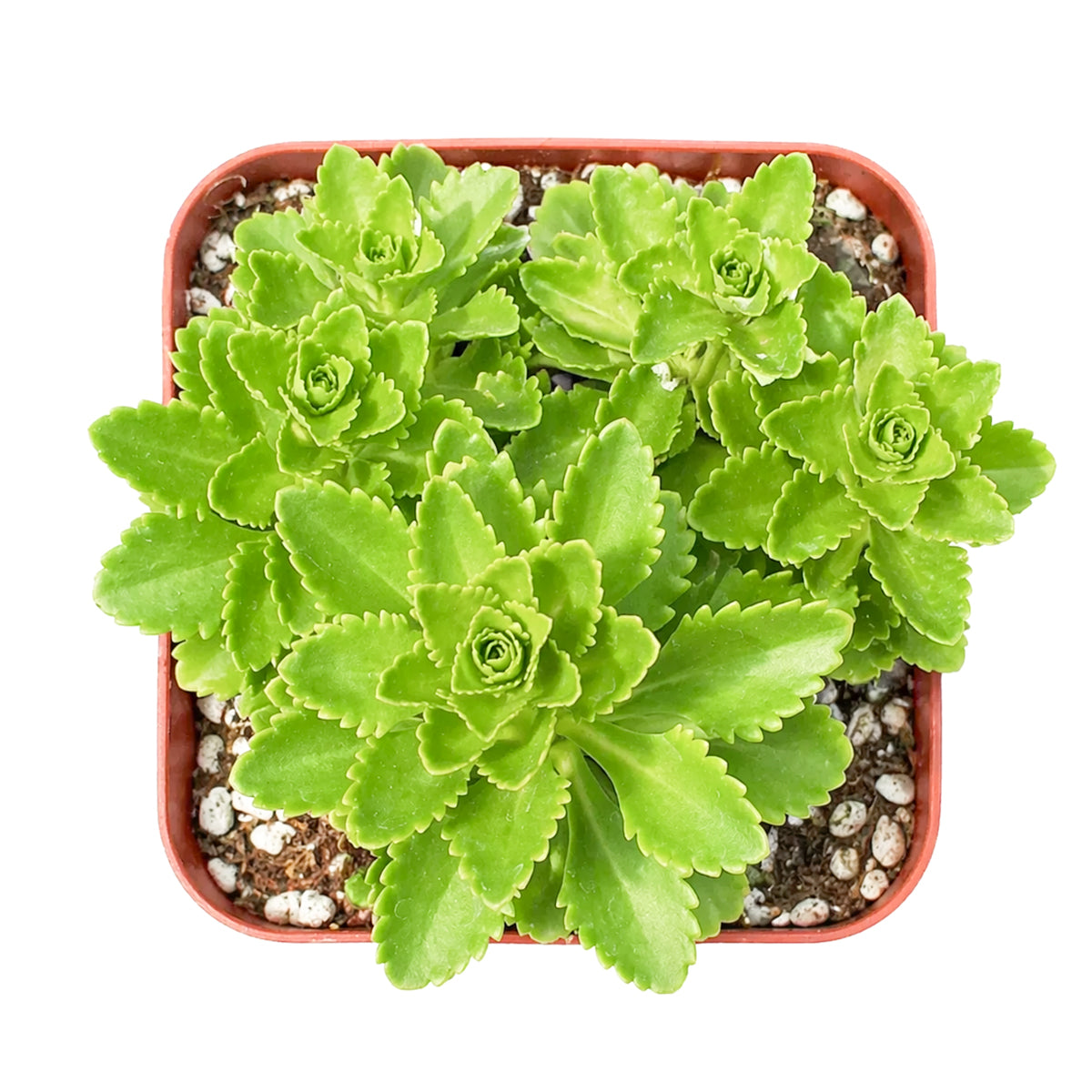 buy sedum ellacombianum live succulent 2 inch online, compact clumping form, glossy bright green scalloped leaves, thick fleshy succulent foliage, drought tolerant and frost hardy, cheerful yellow star-shaped blooms, perfect for rock garden or sunny windowsill display, ideal low-maintenance gift for plant lovers