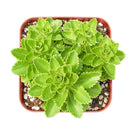buy sedum ellacombianum live succulent 2 inch online, compact clumping form, glossy bright green scalloped leaves, thick fleshy succulent foliage, drought tolerant and frost hardy, cheerful yellow star-shaped blooms, perfect for rock garden or sunny windowsill display, ideal low-maintenance gift for plant lovers