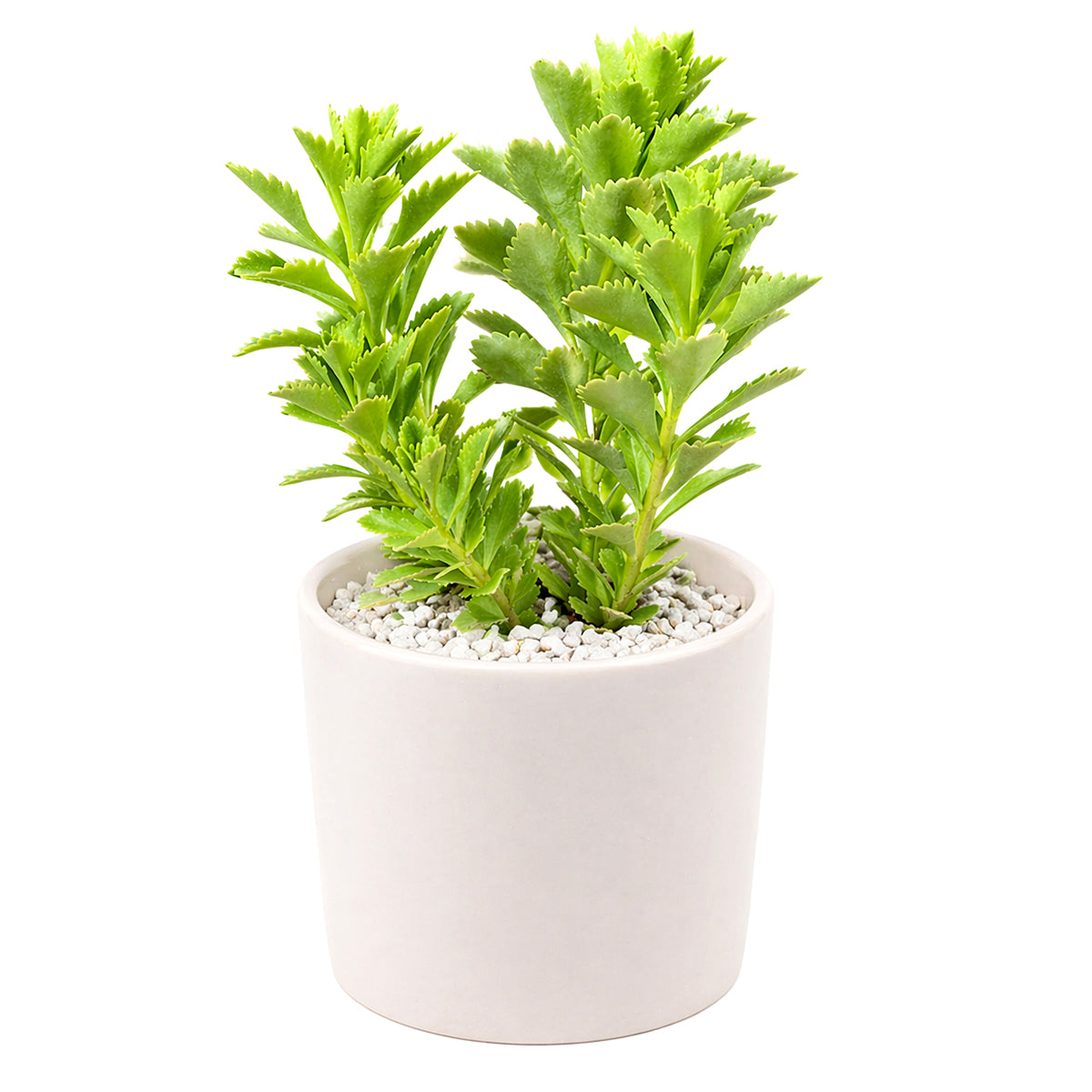 buy sedum ellacombianum live succulent 2 inch online, compact clumping form, glossy bright green scalloped leaves, thick fleshy succulent foliage, drought tolerant and frost hardy, cheerful yellow star-shaped blooms, perfect for rock garden or sunny windowsill display, ideal low-maintenance gift for plant lovers