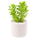 buy sedum ellacombianum live succulent 2 inch online, compact clumping form, glossy bright green scalloped leaves, thick fleshy succulent foliage, drought tolerant and frost hardy, cheerful yellow star-shaped blooms, perfect for rock garden or sunny windowsill display, ideal low-maintenance gift for plant lovers