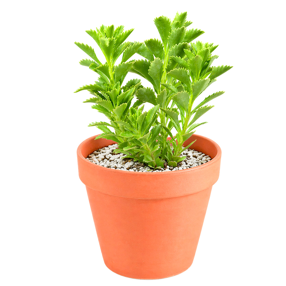 buy sedum ellacombianum live succulent 2 inch online, compact clumping form, glossy bright green scalloped leaves, thick fleshy succulent foliage, drought tolerant and frost hardy, cheerful yellow star-shaped blooms, perfect for rock garden or sunny windowsill display, ideal low-maintenance gift for plant lovers