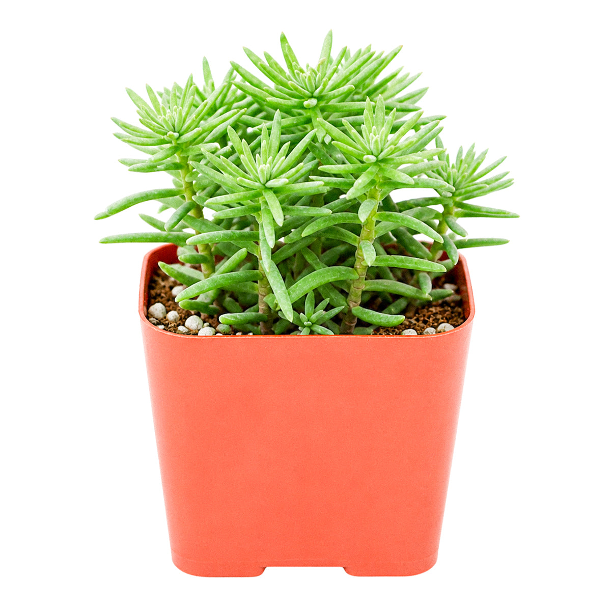 4 inch sedum griseum live succulent for sale, silvery green ground cover with frosted powdery farina on young leaves, low-growing spreading clusters with neat tidy form, star-shaped white blooms possible in late winter, thrives in well-draining soil with minimal watering, elegant addition to indoor succulent collections or outdoor container gardens, a beautiful and thoughtful plant gift