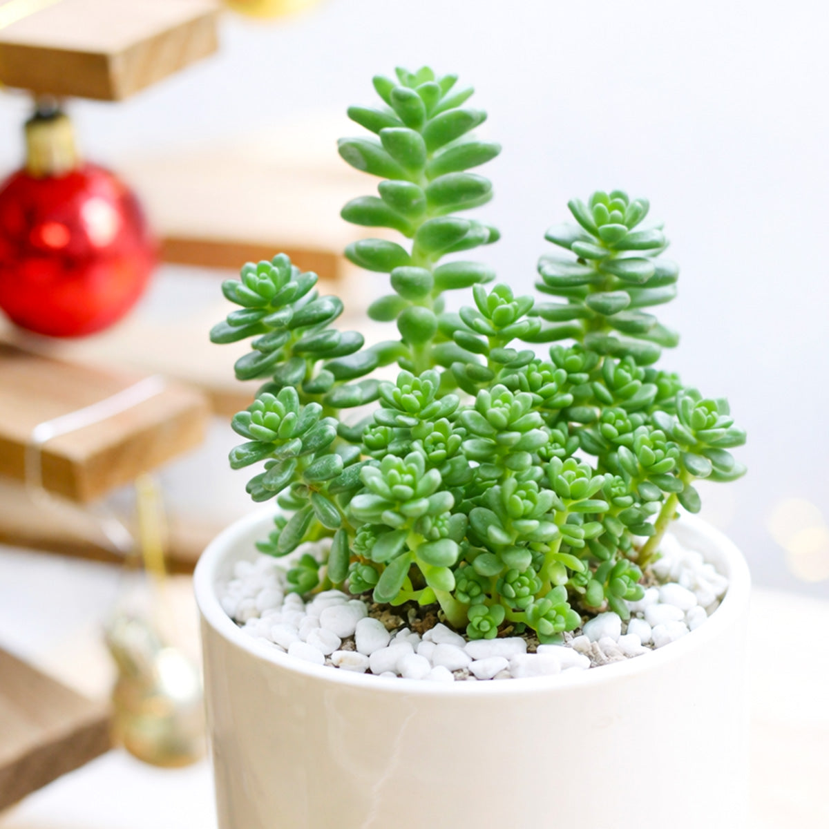 Sedum album 'Athoum' for sale, how to grow succulents, succulent plant, succulent care tips, succulent subscription, succulents garden, Succulents, Succulents shop near me, Rare succulents