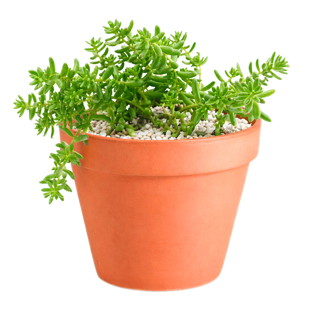 buy sedum album 'coral carpet' live succulent 2 inch online, dense mat-forming growth habit, tiny bead-like green to coral-red leaves, vivid seasonal color change, drought tolerant and frost hardy, ideal for rock garden or patio display, perfect low-maintenance gift for garden lovers