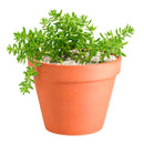 Sedum album 'Coral Carpet' for sale, how to grow succulents, succulent plant, succulent care tips, succulent subscription, succulents garden, Succulents, Succulents shop near me, Rare succulents
