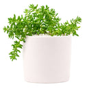 Sedum album 'Coral Carpet' for sale, how to grow succulents, succulent plant, succulent care tips, succulent subscription, succulents garden, Succulents, Succulents shop near me, Rare succulents