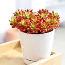 Sedum album 'Coral Carpet' for sale, how to grow succulents, succulent plant, succulent care tips, succulent subscription, succulents garden, Succulents, Succulents shop near me, Rare succulents