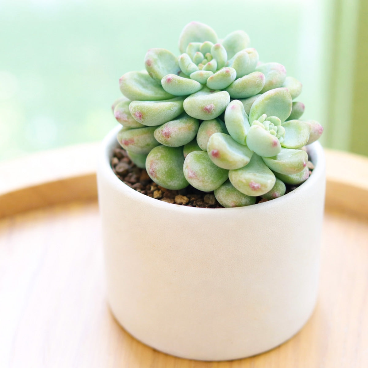 sedum clavatum succulent Sedum Clavatum