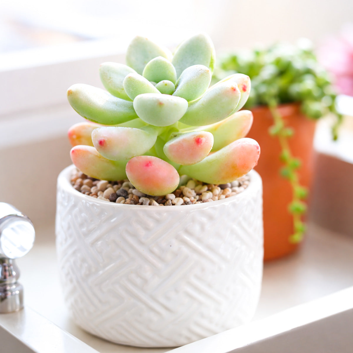 2 inch Sedum Clavatum, green succulents, indoor succulents, succulent care guide, buy succulents online