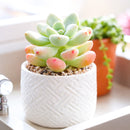 2 inch Sedum Clavatum, green succulents, indoor succulents, succulent care guide, buy succulents online