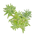 4 inch sedum griseum live succulent for sale, silvery green ground cover with frosted powdery farina on young leaves, low-growing spreading clusters with neat tidy form, star-shaped white blooms possible in late winter, thrives in well-draining soil with minimal watering, elegant addition to indoor succulent collections or outdoor container gardens, a beautiful and thoughtful plant gift