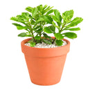 buy sedum hybridum 'immergrunchen' live succulent 2 inch online, clay pot, vigorous semi-evergreen stonecrop with thick spoon-shaped leaves and slow-spreading creeping stems, striking amber and orange foliage color develops in winter months, tolerates full sun to light shade and dry air effortlessly, adds a natural bohemian touch to any shelf or garden bed, an ideal low-maintenance gift for any occasion