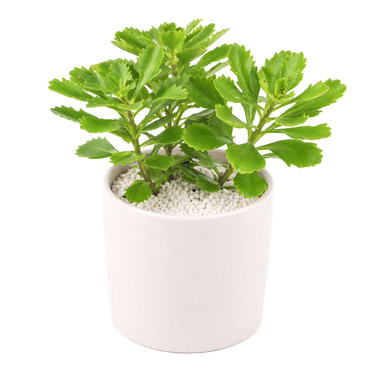 buy sedum hybridum 'immergrunchen' live succulent 2 inch online, clay pot, vigorous semi-evergreen stonecrop with thick spoon-shaped leaves and slow-spreading creeping stems, striking amber and orange foliage color develops in winter months, tolerates full sun to light shade and dry air effortlessly, adds a natural bohemian touch to any shelf or garden bed, an ideal low-maintenance gift for any occasion