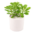 buy sedum hybridum 'immergrunchen' live succulent 2 inch online, clay pot, vigorous semi-evergreen stonecrop with thick spoon-shaped leaves and slow-spreading creeping stems, striking amber and orange foliage color develops in winter months, tolerates full sun to light shade and dry air effortlessly, adds a natural bohemian touch to any shelf or garden bed, an ideal low-maintenance gift for any occasion