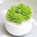 buy sedum hybridum 'immergrunchen' live succulent 2 inch online, clay pot, vigorous semi-evergreen stonecrop with thick spoon-shaped leaves and slow-spreading creeping stems, striking amber and orange foliage color develops in winter months, tolerates full sun to light shade and dry air effortlessly, adds a natural bohemian touch to any shelf or garden bed, an ideal low-maintenance gift for any occasion