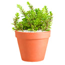 buy sedum japonicum var. senanense live succulent 2 inch online, compact creeping mat-forming growth, fine textured slender leaves, chartreuse to fire-engine red foliage in full sun, drought tolerant and low maintenance, perfect for fairy garden or rock garden display, charming gift for succulent enthusiasts in a plastic pot
