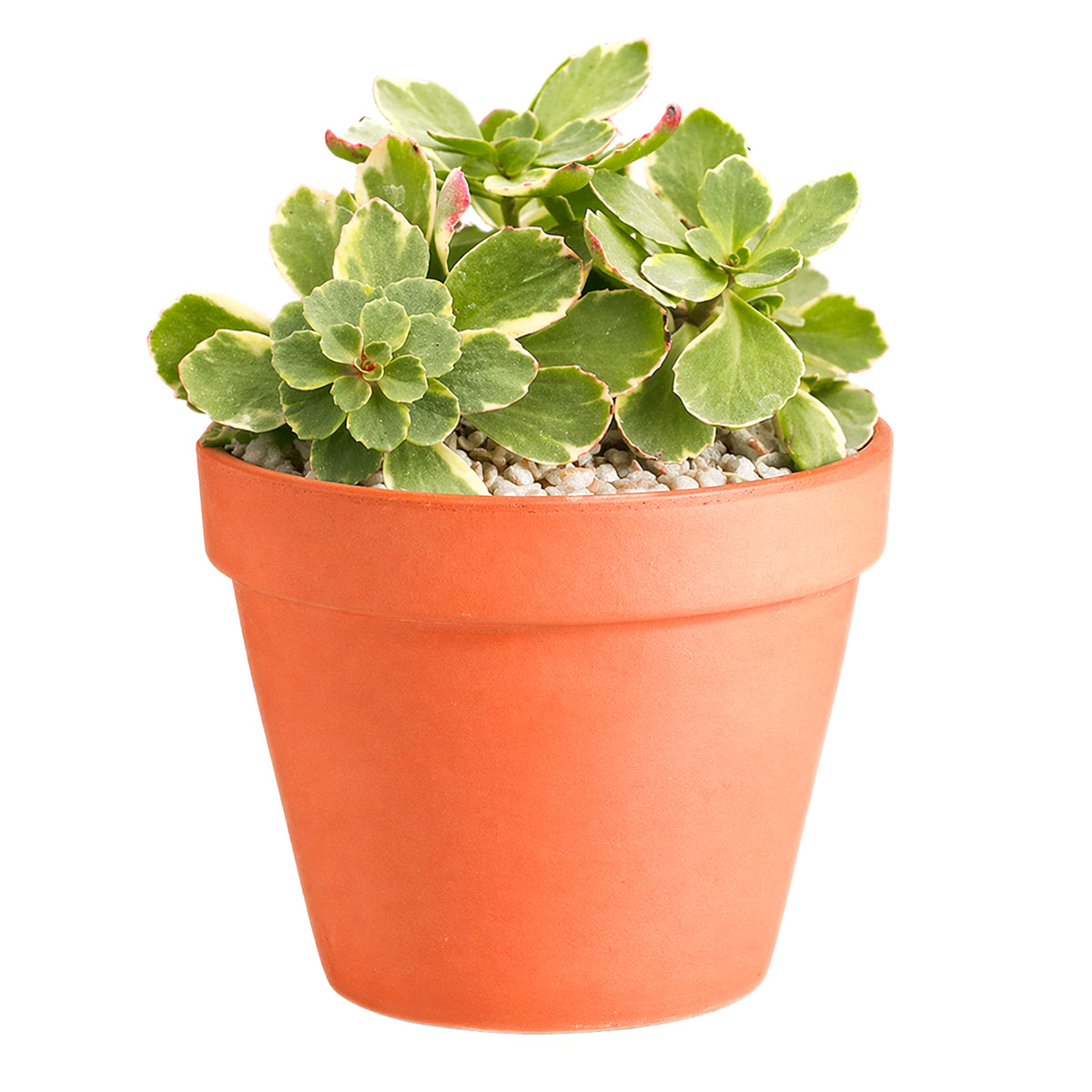 Sedum kamtschaticum f. variegatum