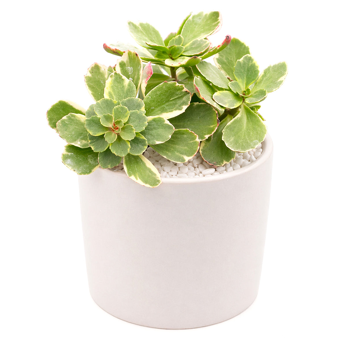 Sedum kamtschaticum f. variegatum