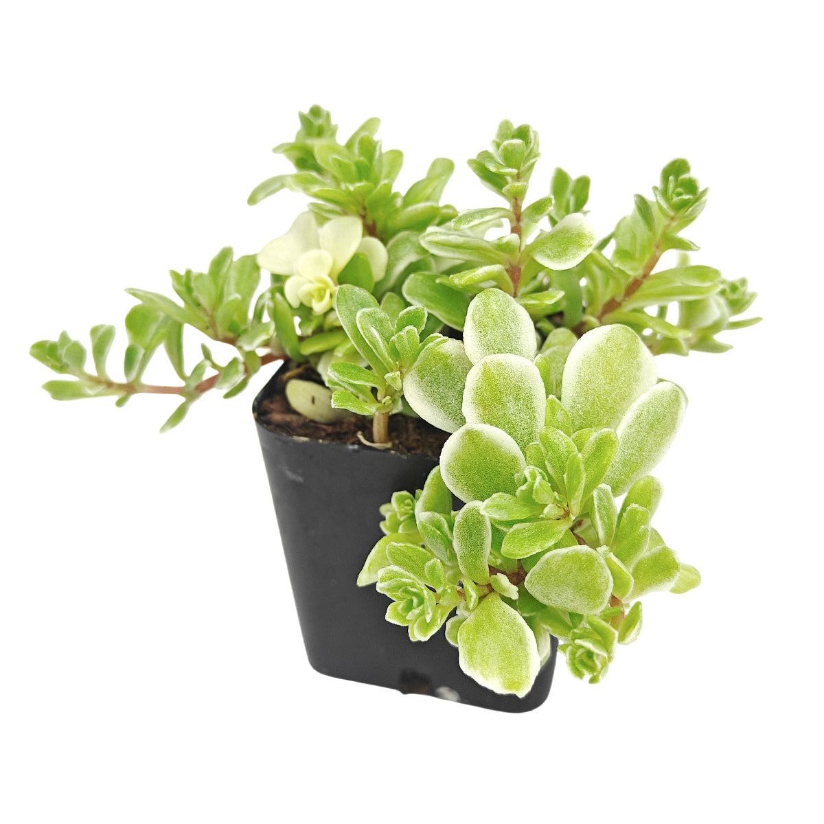 Sedum makinoi 'Variegatum' [plug], green succulents, indoor succulents, succulent care guide, buy succulents online