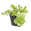 sedum makinoi variegatum 2 inch / 4 inch live succulent plant for sale, unique variegated sedum for indoor and outdoor use, birthday gift colorful trailing succulent