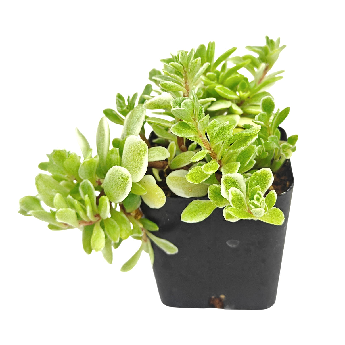Sedum makinoi 'Variegatum' [plug], green succulents, indoor succulents, succulent care guide, buy succulents online