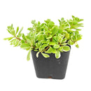 sedum makinoi variegatum 2 inch / 4 inch live succulent plant for sale, unique variegated sedum for indoor and outdoor use, birthday gift colorful trailing succulent