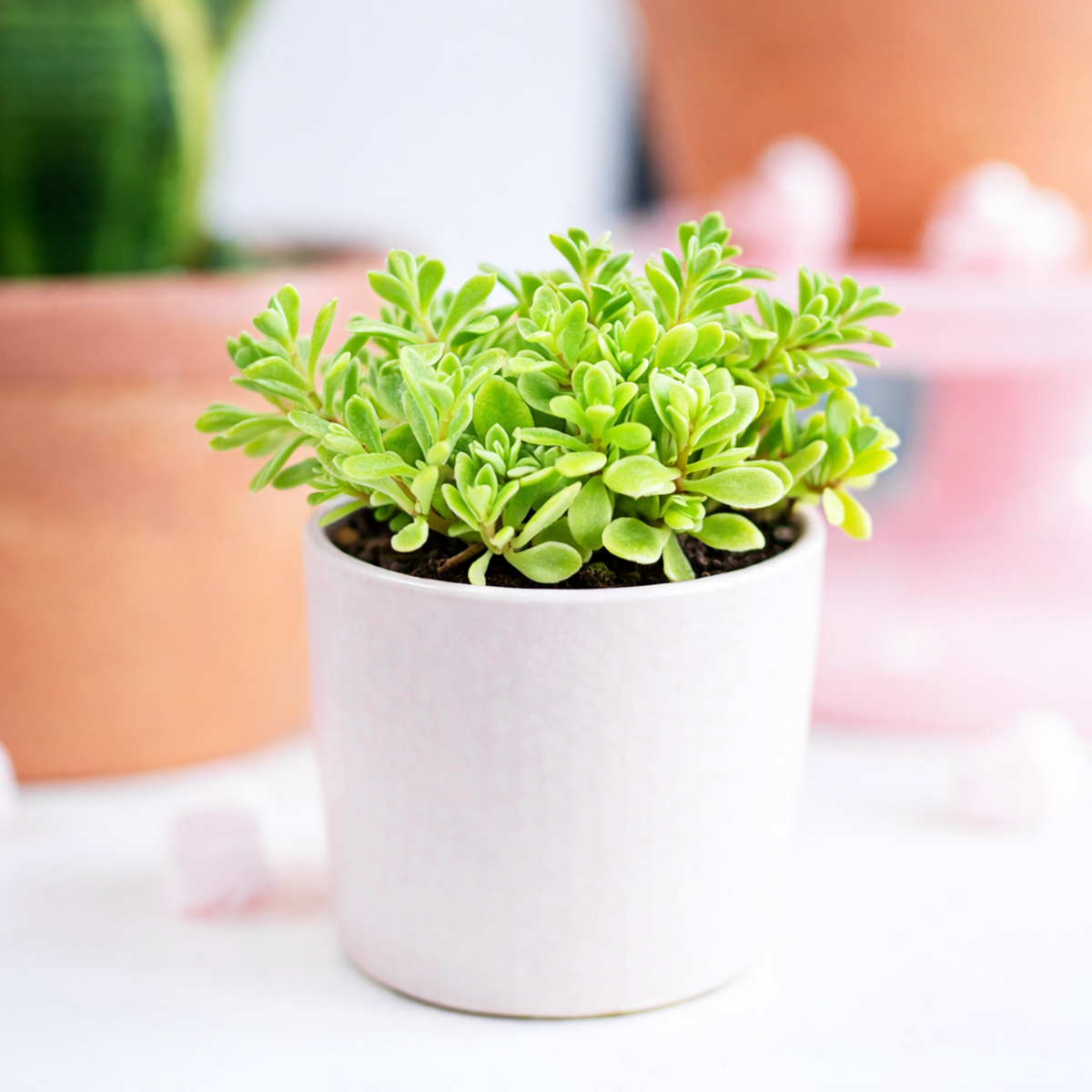 Sedum makinoi 'Variegatum' [plug], green succulents, indoor succulents, succulent care guide, buy succulents online