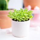 sedum makinoi variegatum 2 inch / 4 inch live succulent plant for sale, unique variegated sedum for indoor and outdoor use, birthday gift colorful trailing succulent