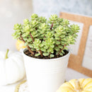 2 inch Sedum Oaxacanum, green succulents, indoor succulents, succulent care guide, buy succulents online