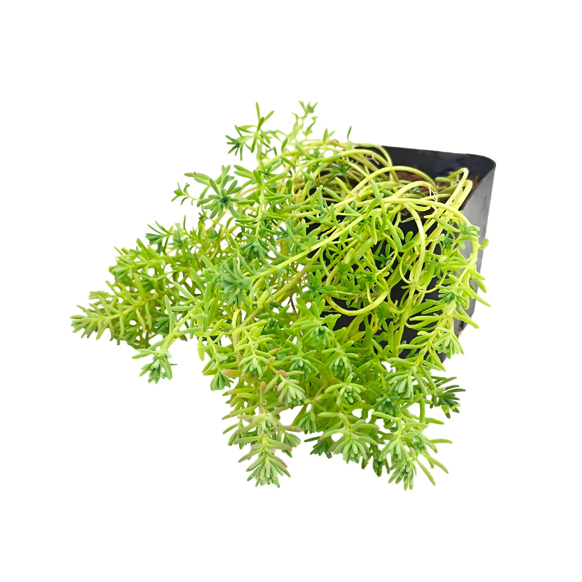 buy sedum pallidum var. bithynicum live succulent 2 inch online, soft mat-forming succulent with bluish-green miniature fleshy foliage, fast-spreading creeping stems ideal for wide shallow pots, white star-shaped summer blooms on delicate stems, pet safe and easy care for all skill levels, charming cascading accent for rock garden displays or succulent arrangements, unique gift for plant enthusiasts and collectors