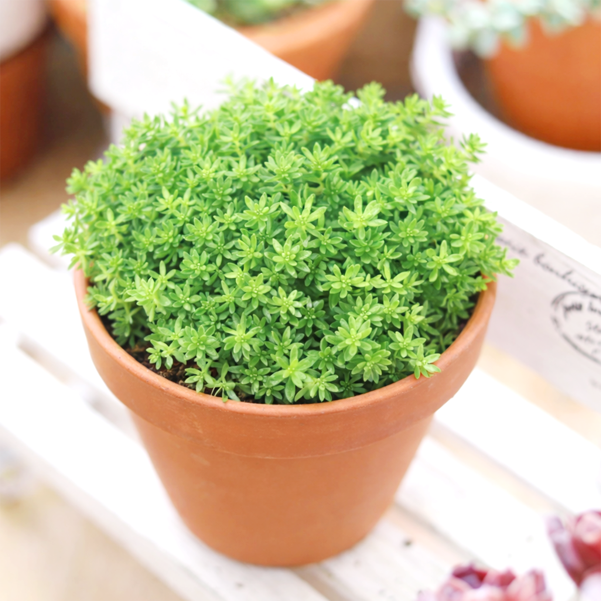 buy sedum pallidum var. bithynicum live succulent 2 inch online, soft mat-forming succulent with bluish-green miniature fleshy foliage, fast-spreading creeping stems ideal for wide shallow pots, white star-shaped summer blooms on delicate stems, pet safe and easy care for all skill levels, charming cascading accent for rock garden displays or succulent arrangements, unique gift for plant enthusiasts and collectors