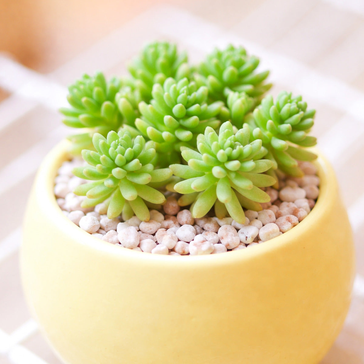 Sedum pallidum var. bithynicum