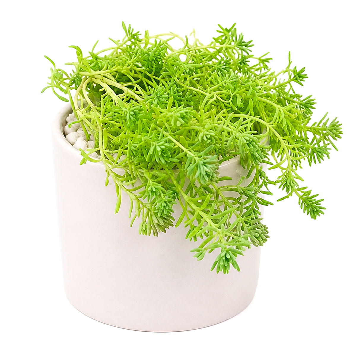 buy sedum pallidum var. bithynicum live succulent 2 inch online, soft mat-forming succulent with bluish-green miniature fleshy foliage, fast-spreading creeping stems ideal for wide shallow pots, white star-shaped summer blooms on delicate stems, pet safe and easy care for all skill levels, charming cascading accent for rock garden displays or succulent arrangements, unique gift for plant enthusiasts and collectors